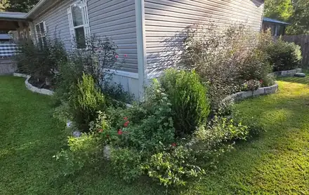 Brick-edged corner bed with evergreens and black mulch (photo 3 of 3)