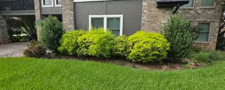 Rounded shrubs in a mulched bed along a house