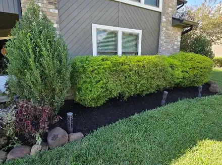 Rounded shrubs in a mulched bed along a house (photo 2 of 5)